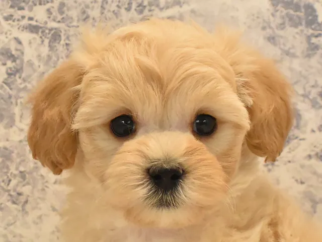 千葉県のハーフ犬・ミックス犬 (ペッツワン幕張店/2025年1月15日生まれ/女の子/アプリコット)の子犬